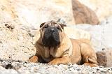 SHAR-PEI 296